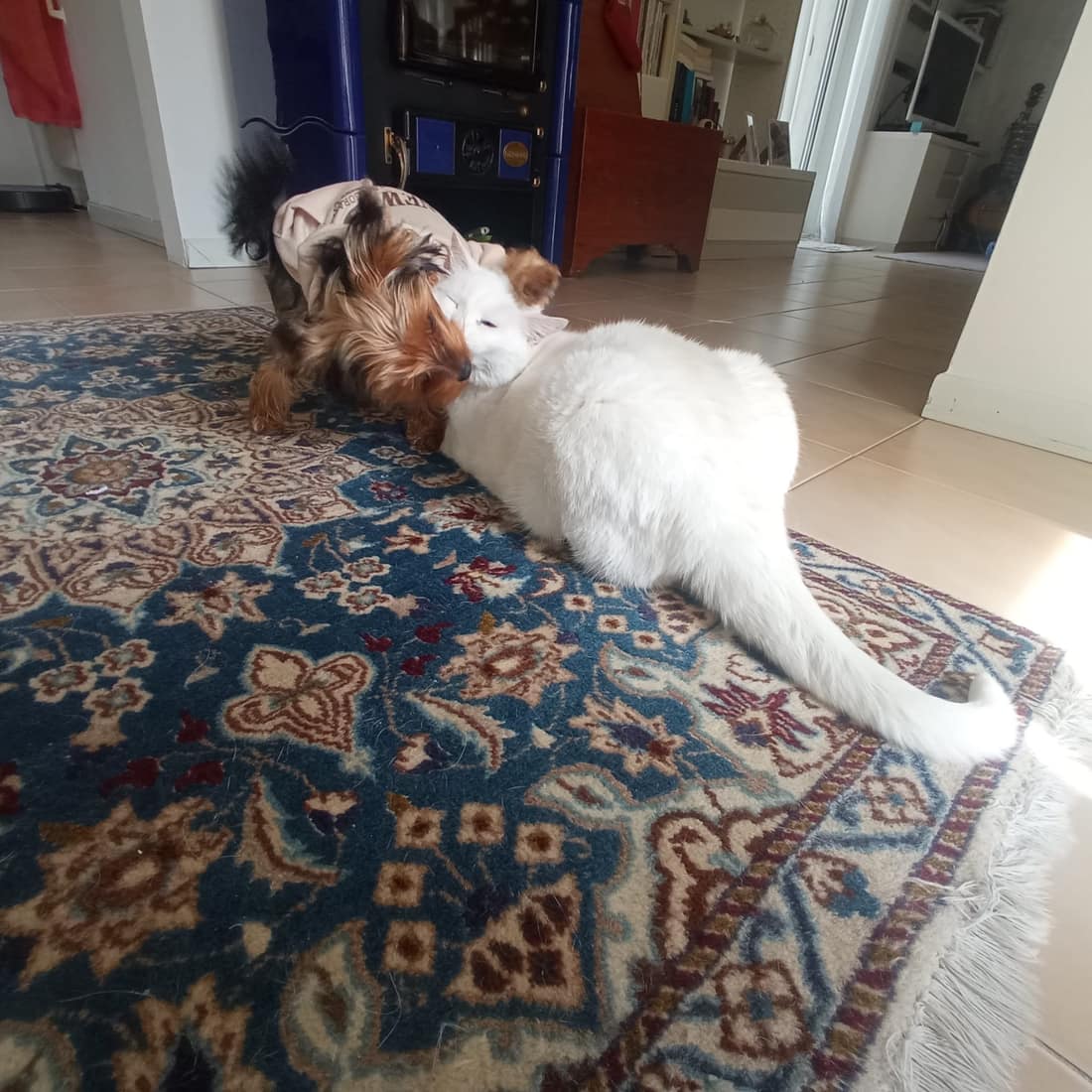 Yorkshire terrier e gatto insieme