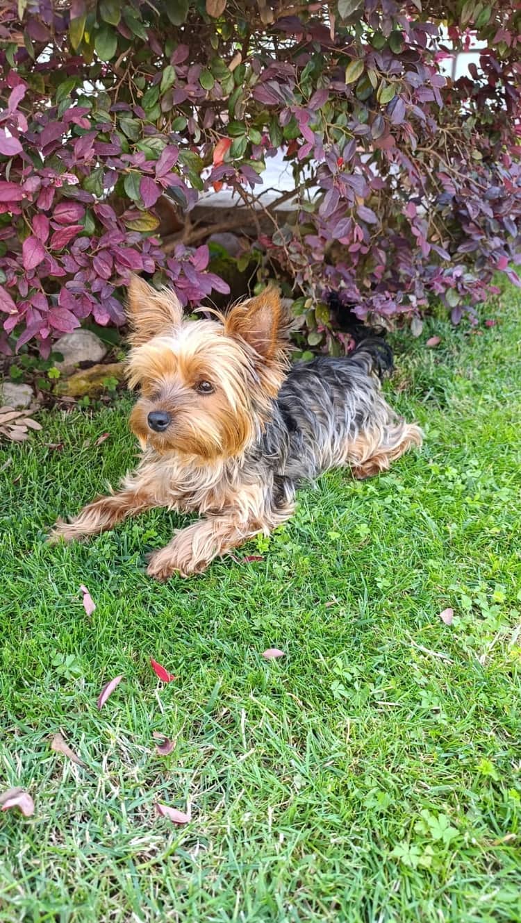 Yorkshire terrier sdraiata in giardino tra le siepi