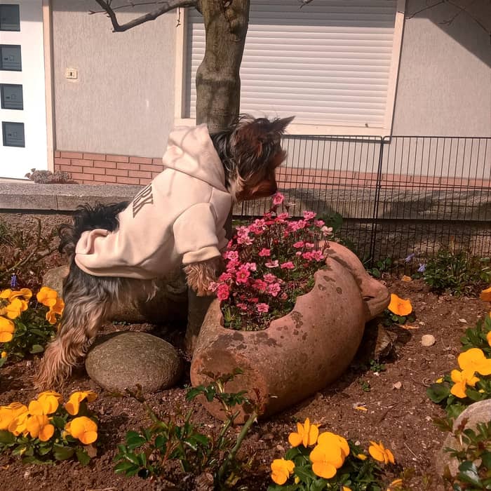 Kily in giardino