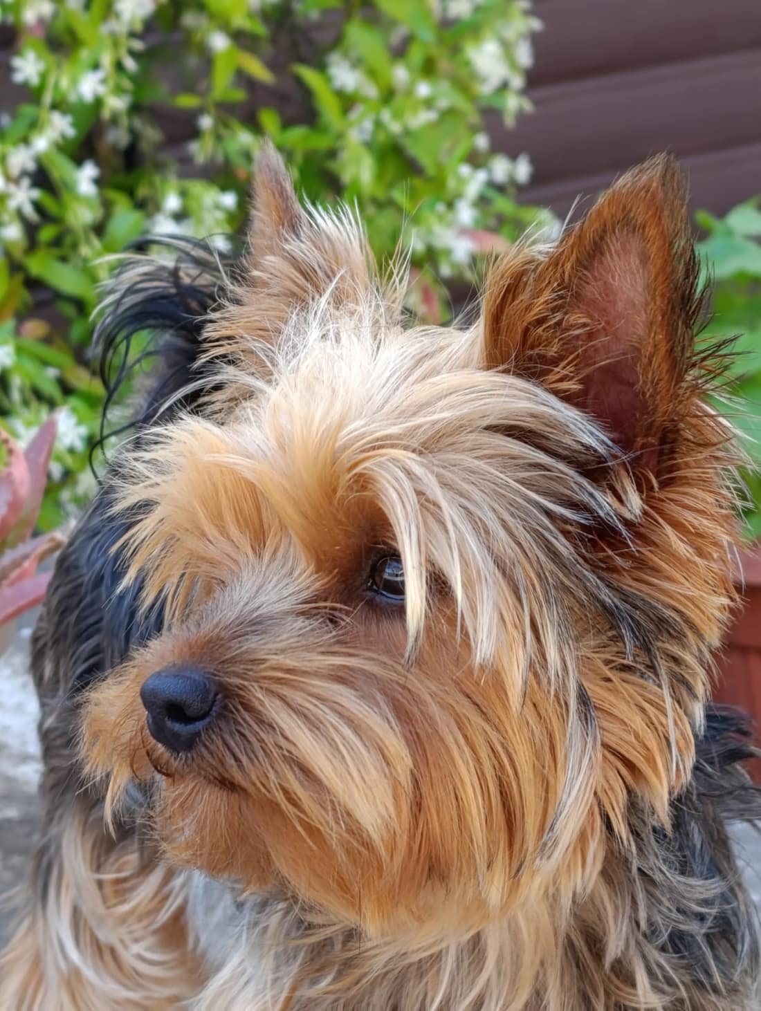 Kily, la mascotte di Novea Pets