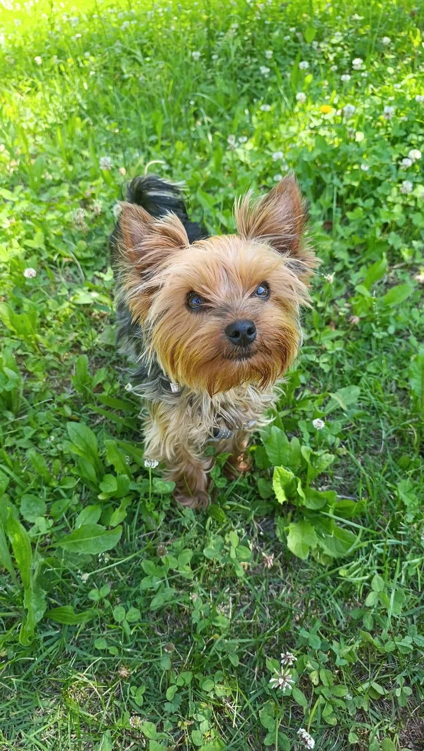 Yorkshire terrier nel prato, uno dei pet selezionati dal team Novea