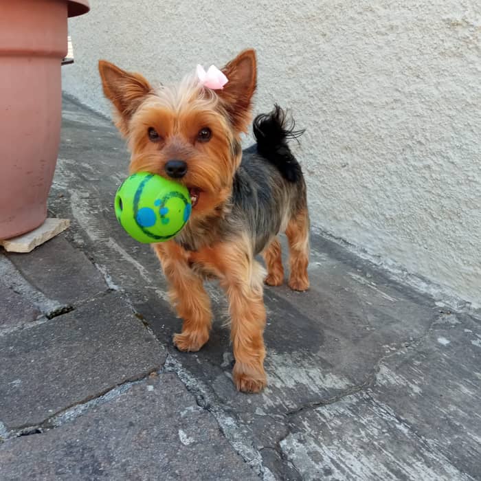 Kily con la sua pallina preferita