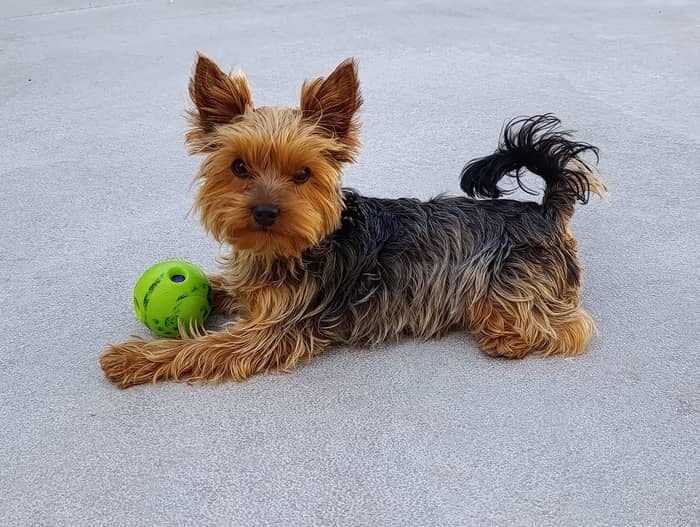Kily con la sua pallina preferita